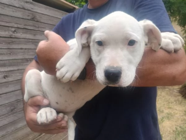 Cucciola dogo argentino 2,5 mesi