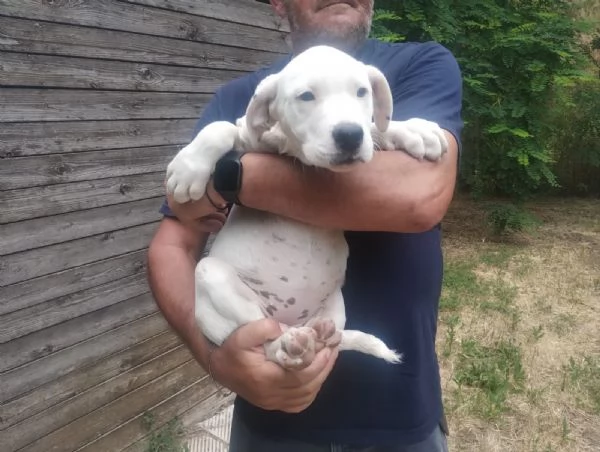 Cucciola dogo argentino 2,5 mesi | Foto 2