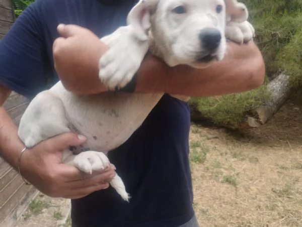 Cucciola dogo argentino 2,5 mesi | Foto 1