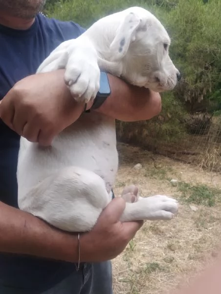 Cucciola dogo argentino 2,5 mesi | Foto 0