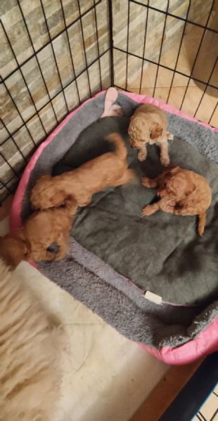 Cuccioli di barboncino  | Foto 4