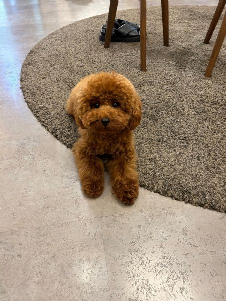 Cuccioli di barboncino  | Foto 3