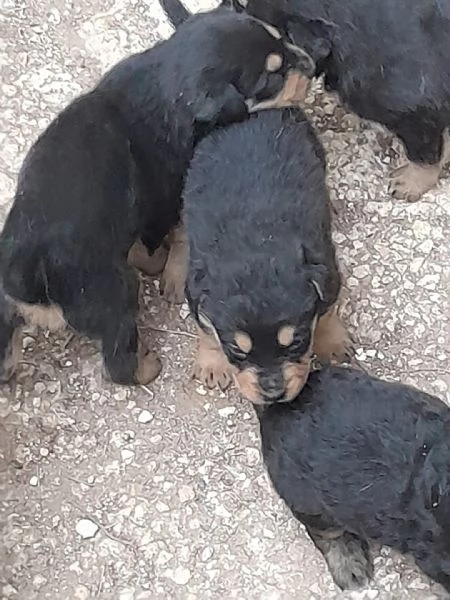 Dono cuccioli di cane 