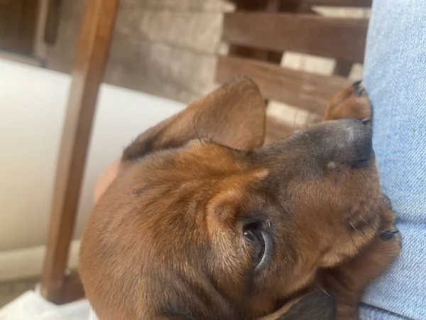 Cane razza bassotto | Foto 6