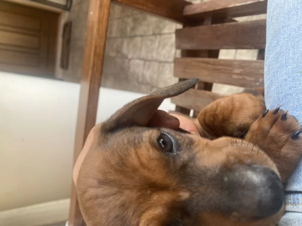 Cane razza bassotto | Foto 3