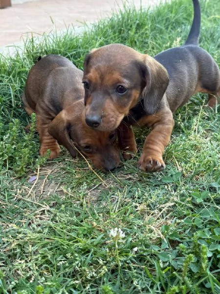 Cane razza bassotto | Foto 2