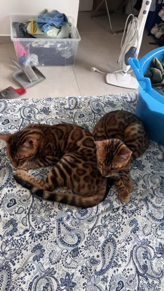 Gatti bengala con pedigree internazionale TICA