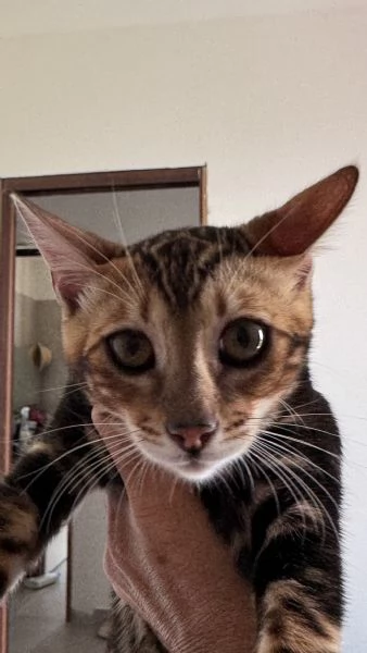 Gatti bengala con pedigree internazionale TICA | Foto 2