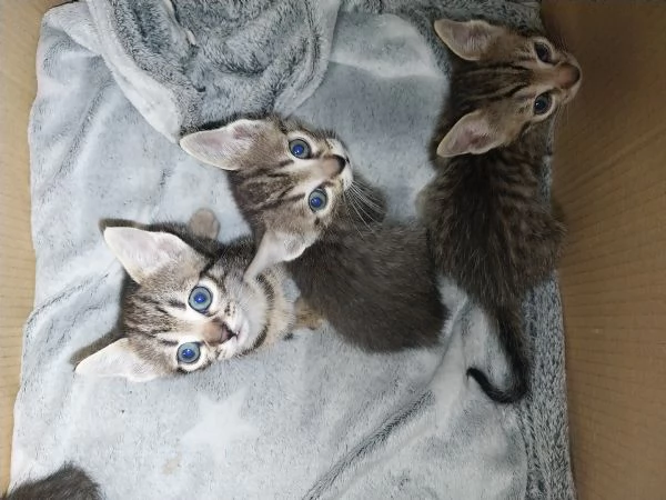 Regalo splendidi gattini