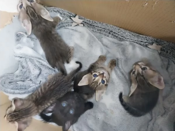 Regalo splendidi gattini | Foto 0