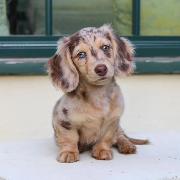 Cuccioli di bassotto | Foto 0