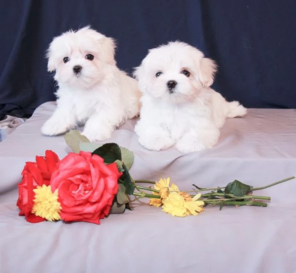 Maltese Toy
