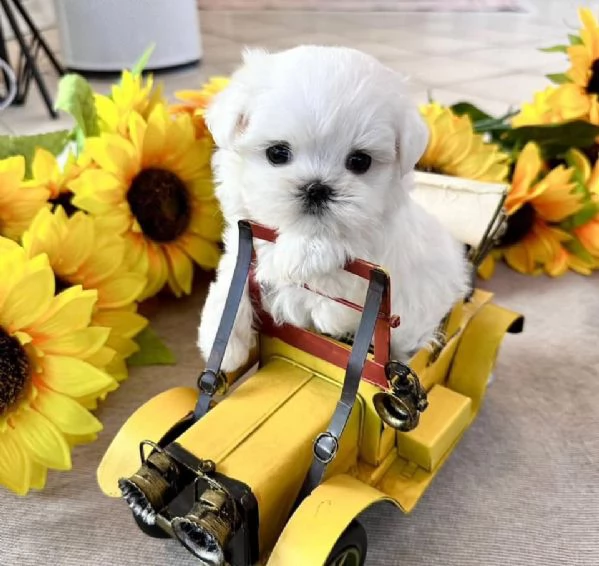 Maltesi cuccioli tutti bianchi | Foto 0