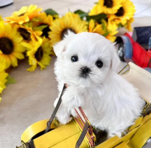 Maltesi cuccioli tutti bianchi