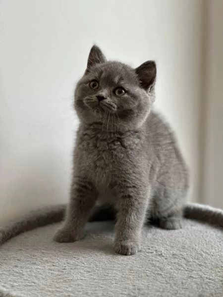 Gattini British Shorthair dolcissimi