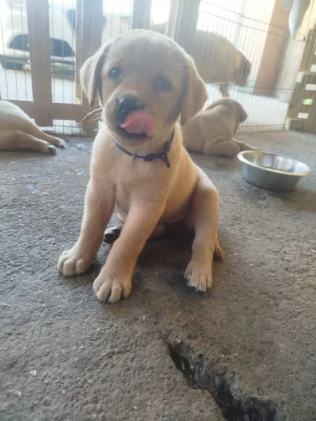 Cucciolo di Labador Retriever