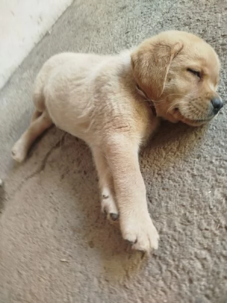 Cucciolo di Labador Retriever | Foto 3