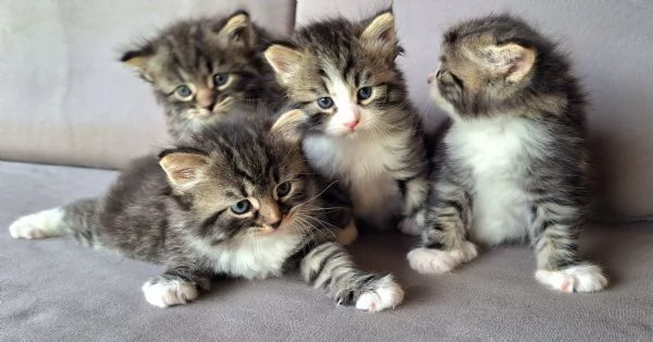 Cuccioli gatto siberiano 