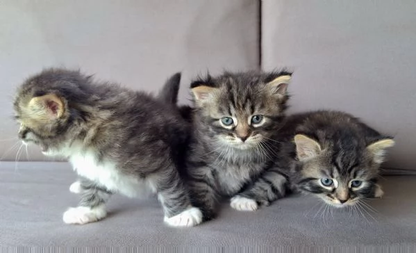 Cuccioli gatto siberiano  | Foto 2
