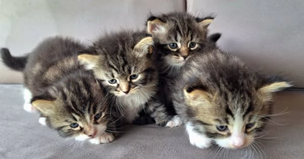 Cuccioli gatto siberiano  | Foto 1