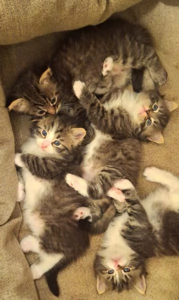 Cuccioli gatto siberiano  | Foto 0