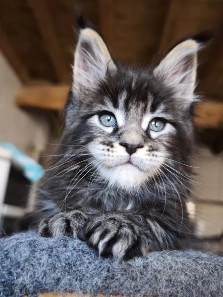 Maine coon