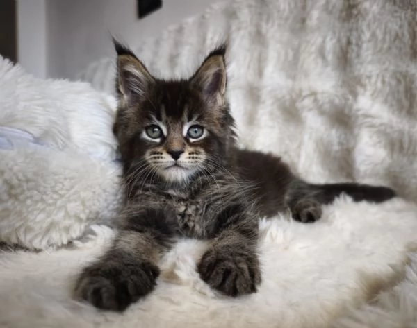 Maine coon | Foto 2