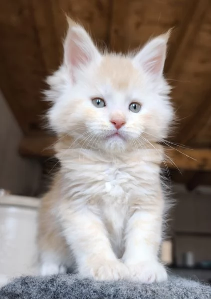Maine coon | Foto 0