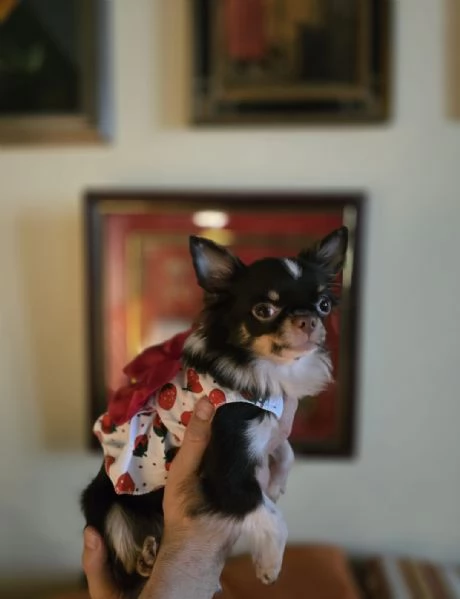 Chihuahua femina 15 mes. Picola, 1,7 kg, Con pedigree, 1200 euro