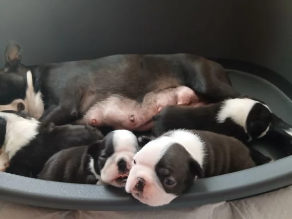 Disponibili cuccioli di boston terrier per info [hidden][hidden]