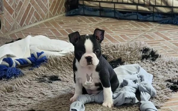 Disponibili cuccioli di boston terrier per info [hidden][hidden] | Foto 3