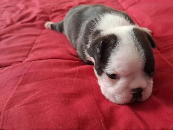 Disponibili cuccioli di boston terrier per info [hidden][hidden] | Foto 2