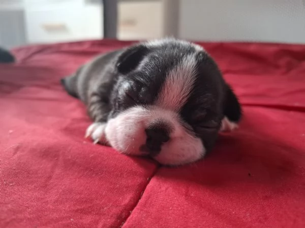 Disponibili cuccioli di boston terrier per info [hidden][hidden] | Foto 1