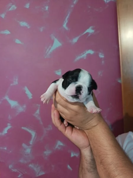 Disponibili cuccioli di boston terrier per info [hidden][hidden] | Foto 0