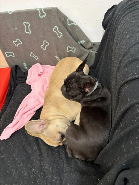cedo due bulldog francesi