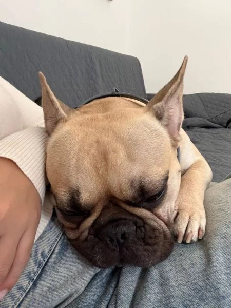 cedo due bulldog francesi | Foto 2