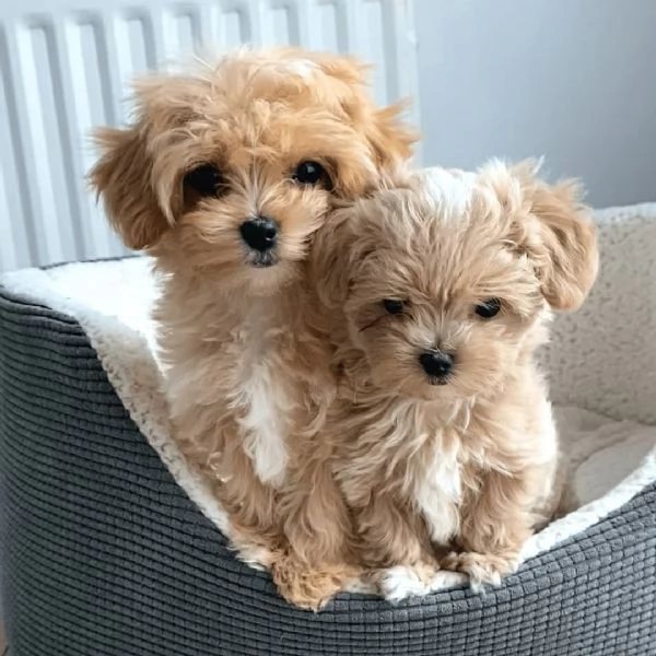 Adorabili cuccioli di Maltipoo