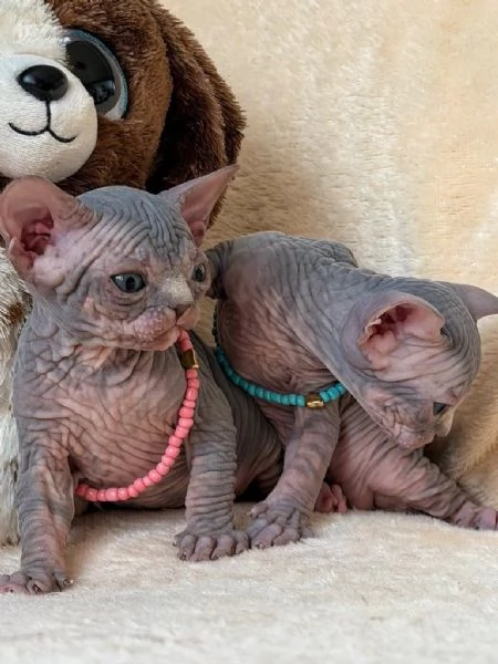 Splendidi gattini Sphynx