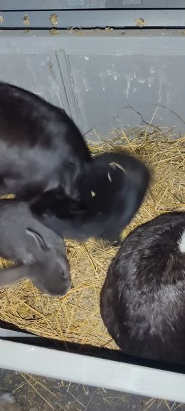 Regalo conigli di piccola taglia  | Foto 3