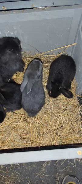 Regalo conigli di piccola taglia  | Foto 1