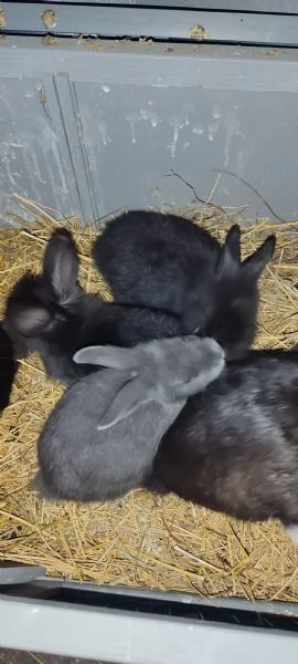 Regalo conigli di piccola taglia  | Foto 0