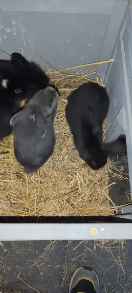 Regalo conigli di piccola taglia 