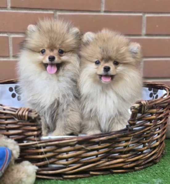 Vendo spitz tedesco di Pomerania 