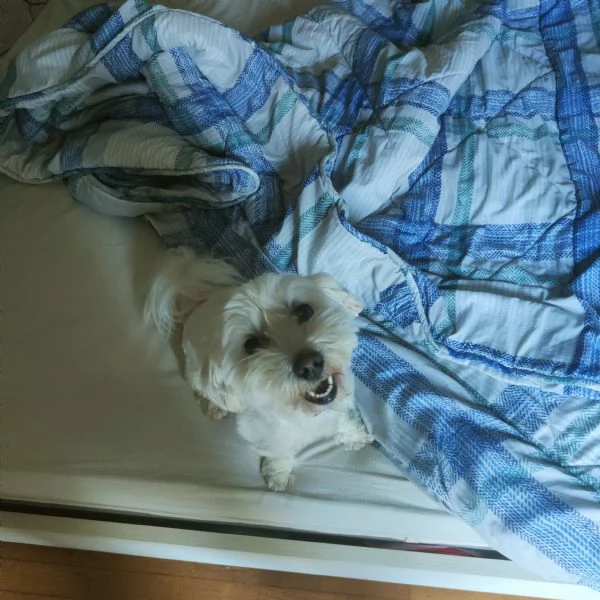 Maltese Nicky