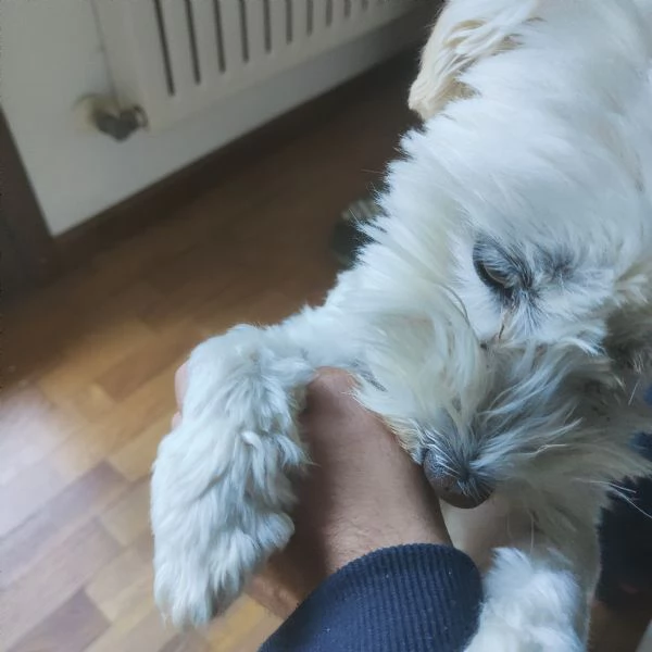 Maltese Nicky | Foto 2