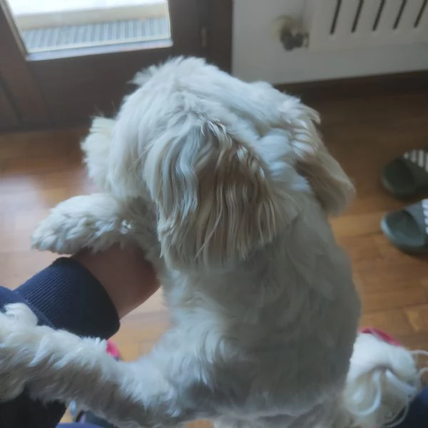 Maltese Nicky | Foto 1