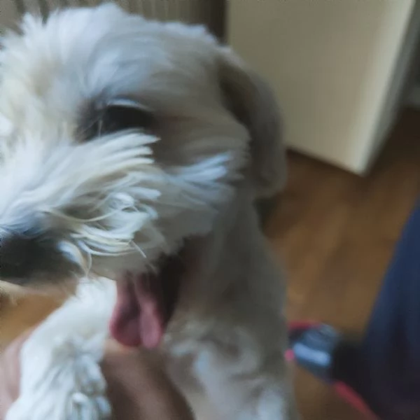 Maltese Nicky | Foto 0
