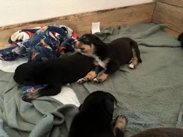 Cuccioli 8