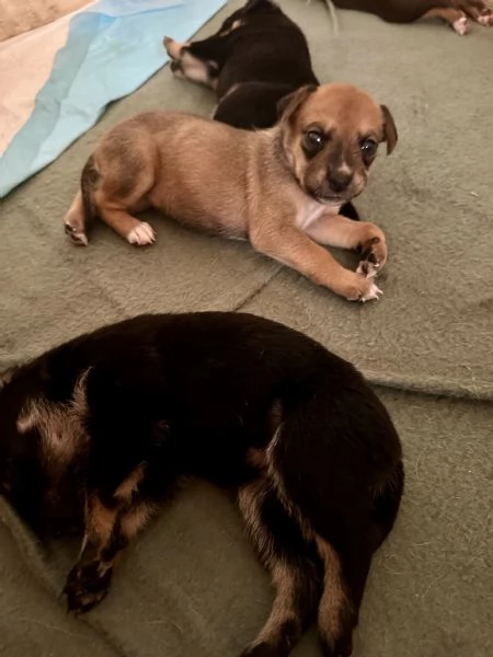 Cuccioli 8 | Foto 6