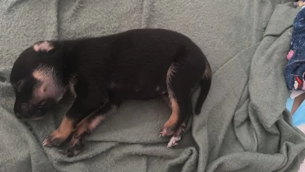 Cuccioli 8 | Foto 5